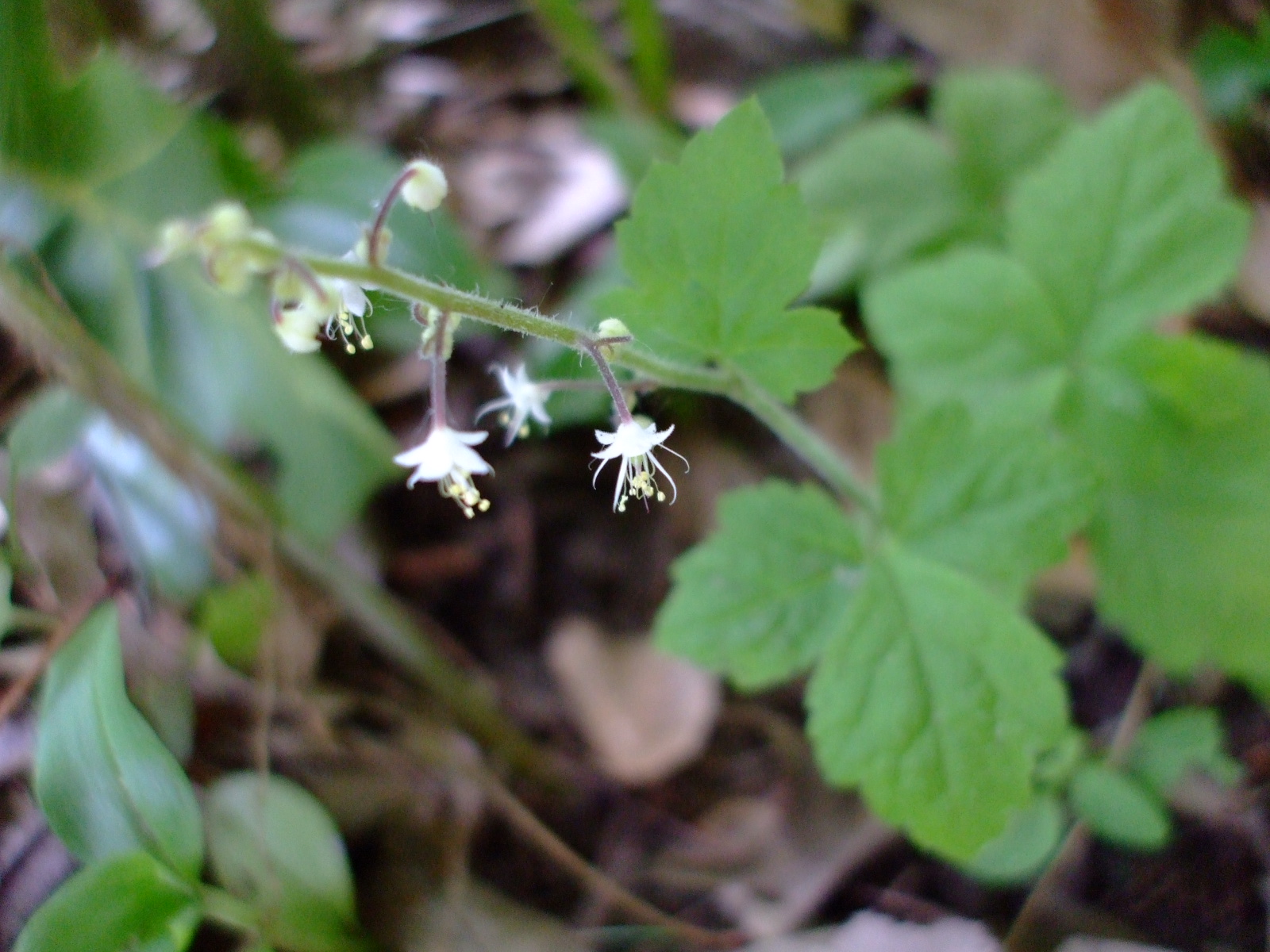 Tiarella trifoliata